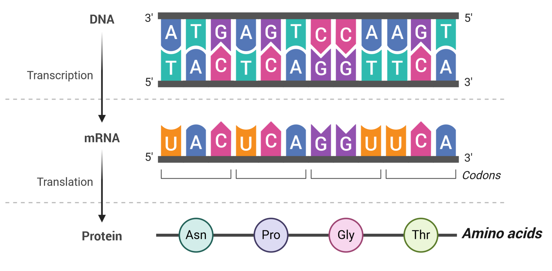 Glossary | Genome Sciences Centre